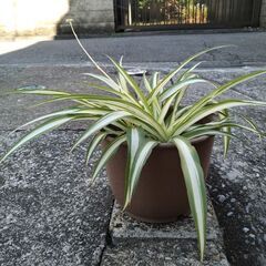 ★折り鶴ラン　オリズルラン　ナカフオリヅルラン 　渋い濃茶系の鉢に植栽　高さ約２５ｃｍ　つる３本出てきました　掲載NoB★の画像
