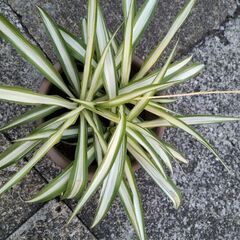 ★折り鶴ラン　オリズルラン　ナカフオリヅルラン 　渋い濃茶系の鉢に植栽　高さ約２５ｃｍ　つる３本出てきました　掲載NoB★の画像