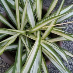 ★折り鶴ラン　オリズルラン　ナカフオリヅルラン 　渋い濃茶系の鉢に植栽　高さ約２５ｃｍ　つる３本出てきました　掲載NoB★の画像