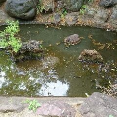 池を清掃いたします。