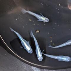メダカ　紫陽花(アジサイ)【幼魚】①