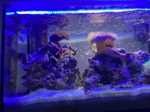 ライブロック　10キロ