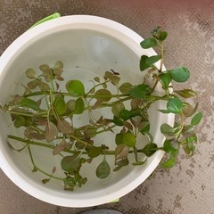 水草 ルドウィジアオバリス(ミズユキノシタ)