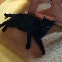 黒猫をもらってください