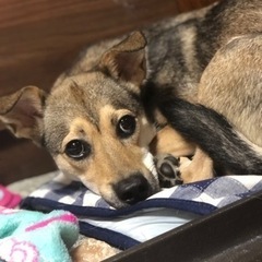 中型犬元野良犬