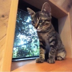 ミミズクみたいなキジトラ子猫の兄妹💓甘えたがりの「ユララ」ちゃん🥰