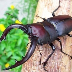ノコギリクワガタ　ペア　ご成約ありがとうございました！　の画像
