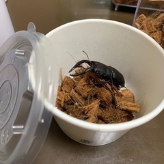 ノコギリクワガタ　ペア　ご成約ありがとうございました！　の画像