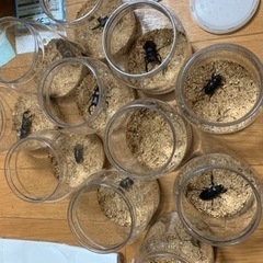 ノコギリクワガタ　ペア　ご成約ありがとうございました！　の画像
