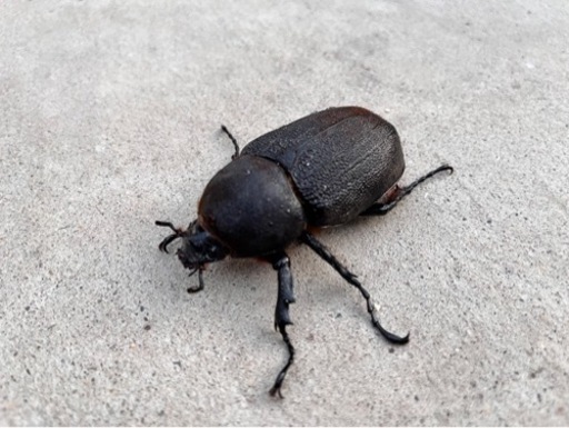 ペア/ヘラクレスオオカブト＊かっこよくて活発な子です