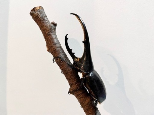 ペア/ヘラクレスオオカブト＊かっこよくて活発な子です