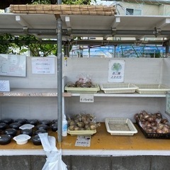 メダカ　水草　無人販売所　次回17日