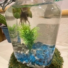 夏本番❗️メダカで癒されませんか❓の画像