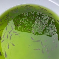 夏本番❗️メダカで癒されませんか❓の画像