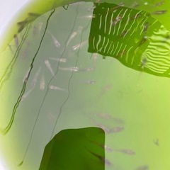 夏本番❗️メダカで癒されませんか❓の画像
