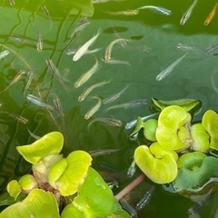 夏本番❗️メダカで癒されませんか❓の画像