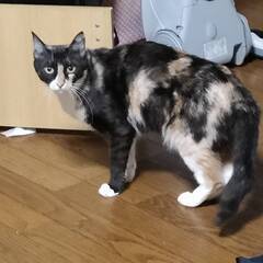 助けてください　三毛猫　２歳　メス　避妊手術済　姉妹猫　ごまちゃん