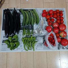 決まりました。野菜セット。無農薬