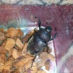 カブトムシ成虫   ♀  