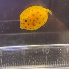 【採取個体】ミナミハコフグ 幼魚
