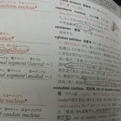 脳単―語源から覚える解剖学英単語集脳・神経編   広至, 原島,良訓, 河合 の画像