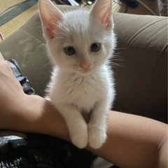 【決まりました】生後1ヶ月半の子猫5きょうだい