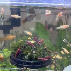 熱帯魚　グッピー　9匹