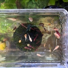 熱帯魚　グッピー　9匹の画像