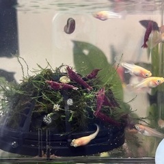熱帯魚　グッピー　9匹の画像