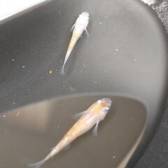 メダカ（月華系ラメ）※選外※《2021年生：若魚》２匹の画像