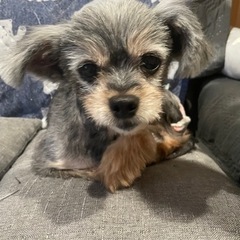 里親さん決まりました💖MIX犬🐶ラルちゃん💖 - 岐阜市