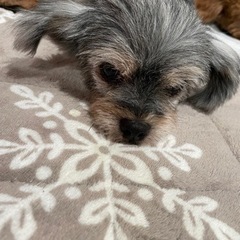 里親さん決まりました💖MIX犬🐶ラルちゃん💖 − 岐阜県