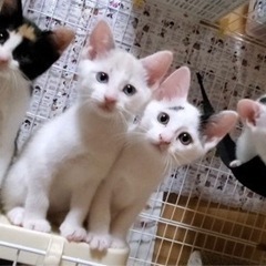人懐っこい子猫です💕