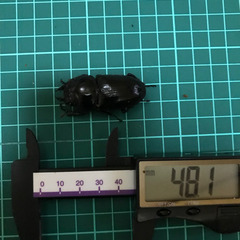 オオクワガタ　能勢YG SR メス単品