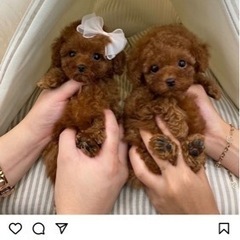 ★トリマーさん募集！！時給1200円！！土、日お休み★