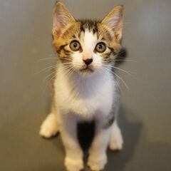 甘えん坊の膝のり兄弟 - 猫