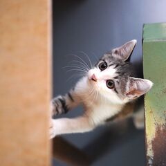 甘えん坊の膝のり兄弟 − 東京都