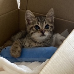 そろそろ２ヶ月？の子猫くん。譲渡終了です。