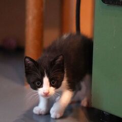 スーパー甘えん坊ハチワレ兄弟 - 猫