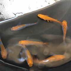 メダカ「稚魚」（紅薊 <普通体型> ①）１匹あたり