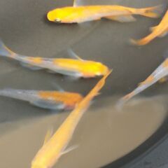 メダカ「稚魚」（紅薊 <普通体型> ①）１匹あたりの画像