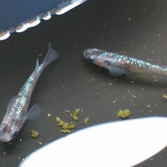 メダカ「稚魚」（白斑ラメサファイア ①）１匹あたり