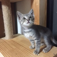 2ヶ月グレーとベージュの縞模様男の子（募集停止）