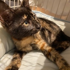 真の猫好きさんに人気のサビ猫ちゃん