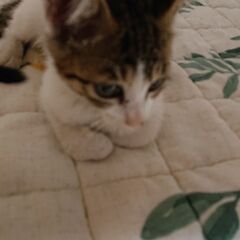 急募 先住犬、猫と相性が悪いため急いでいます