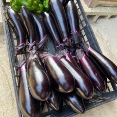 朝取り茄子🍆