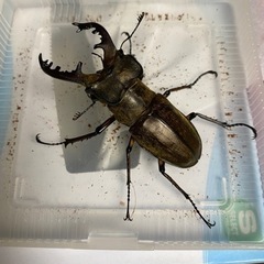 ミヤマクワガタ　オス、メス、メス　の3匹差し上げます