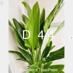 中大型観葉植物 Traveller's Tree/Palm 希少...