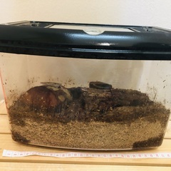 カブトムシ＆クワガタ 飼育 セット　（３個あります）