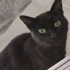本日 里親さんの家に行きました。黒猫の野良猫です。北海道なので寒さ厳しい冬になる前に里親募集です。 - 猫